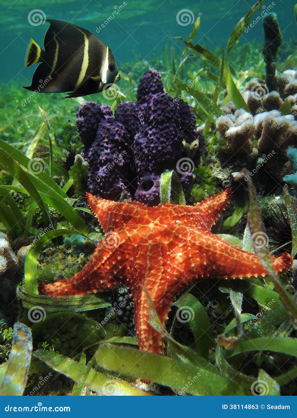 Underwater Starfish With Sponge And An Angelfish Stock Photos Image