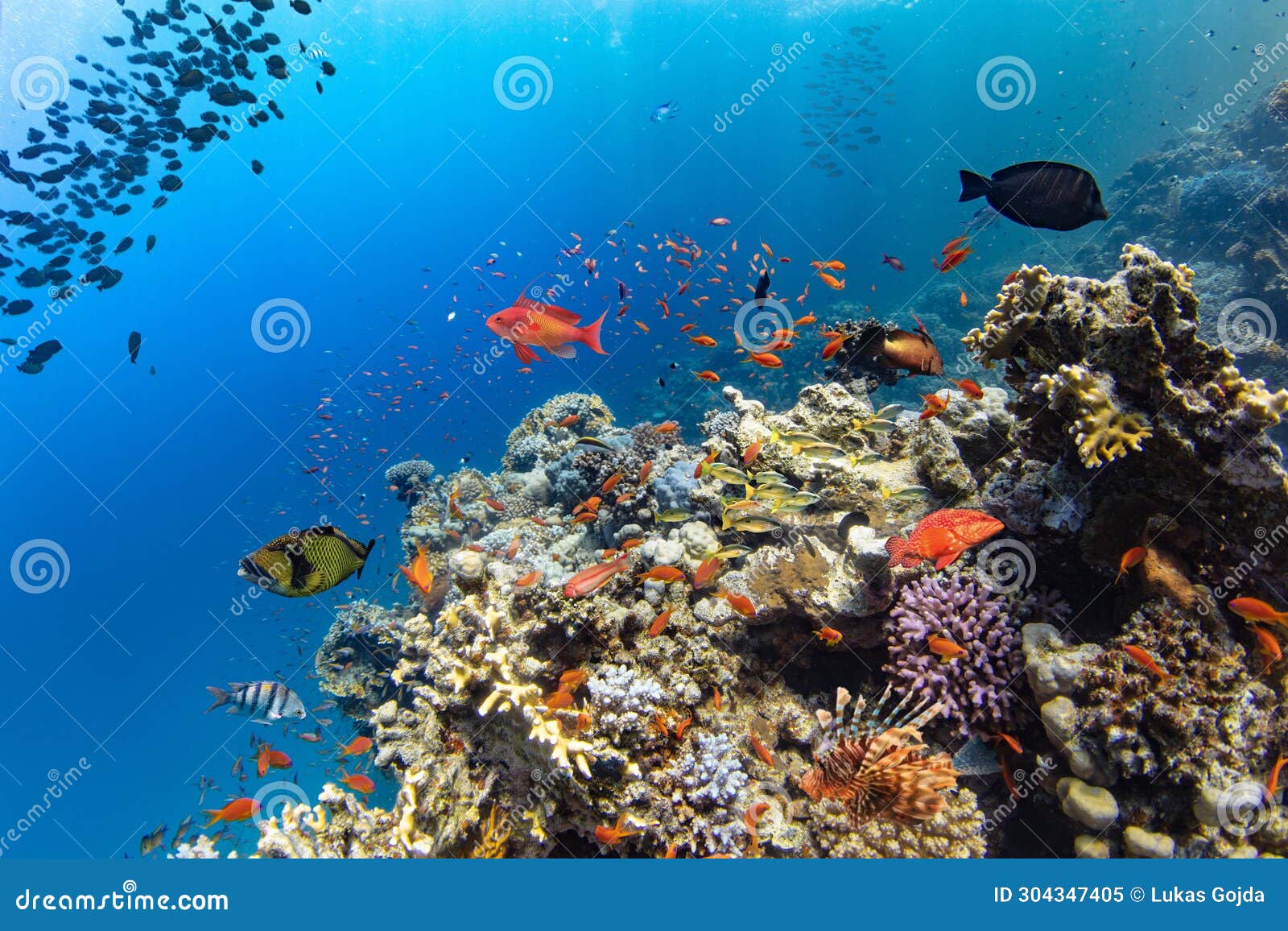 Underwater Tropical Corals Reef with Colorful Sea Fish Stock Image ...