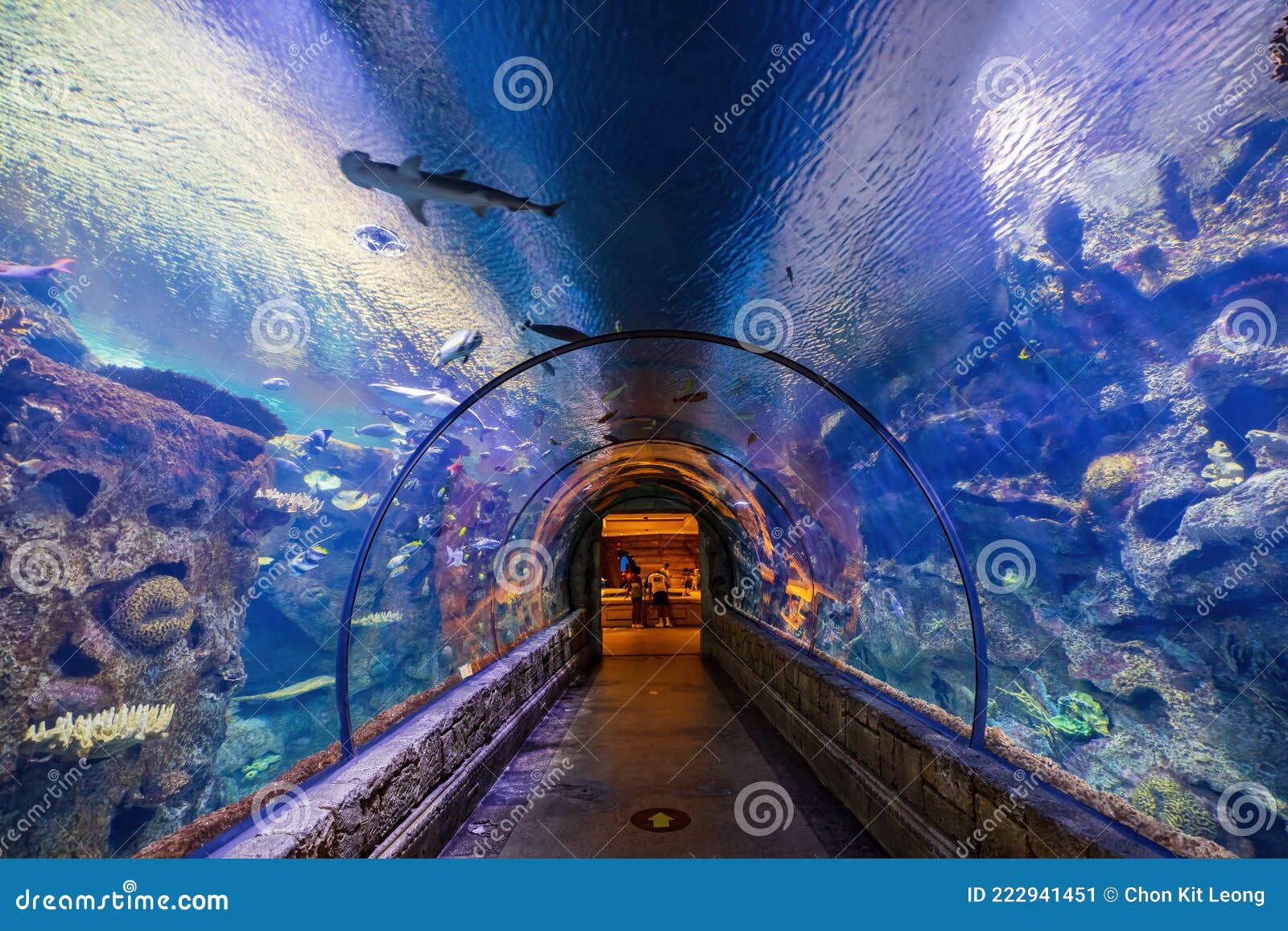 PHOTO DESCRIPTION: A shark tunnel at the Mandalay Bay Shark Reef