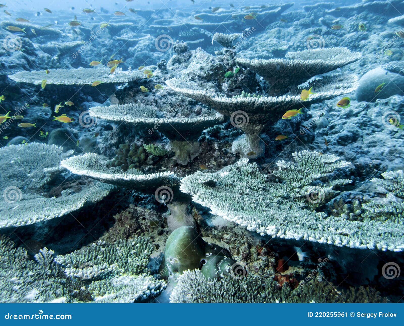 Underwater Valley of Table Corals at the Bottom of the Indian Ocean