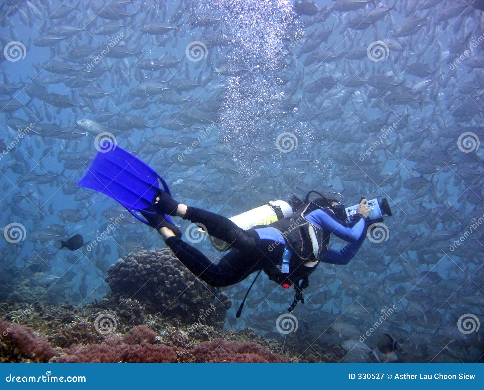 Underwater Videographer stock image. Image of professional 330527