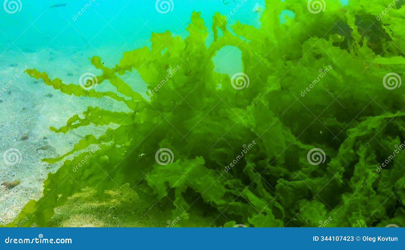 underwater view of algae in the black sea, green algae ulva and enteromorpha on rocks at shallow depths off the coast, odessa bay