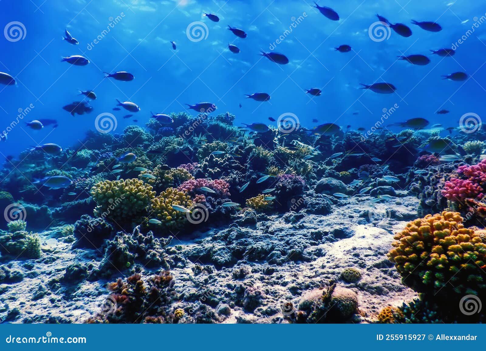 Underwater View of the Coral Reef, Tropical Waters Stock Image - Image ...