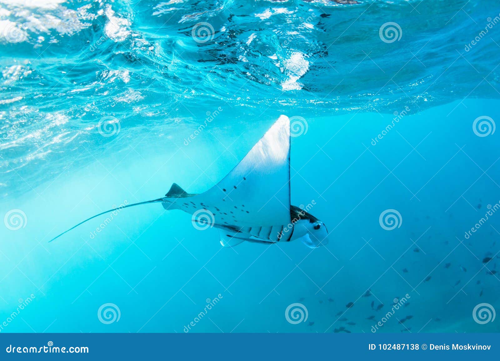 underwater view of hovering giant oceanic manta ray