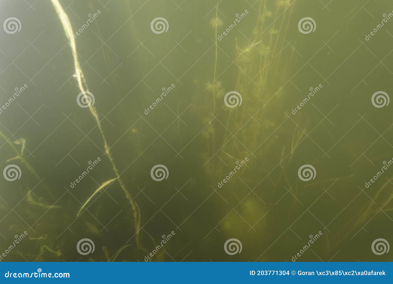 underwater view of kopacki rit