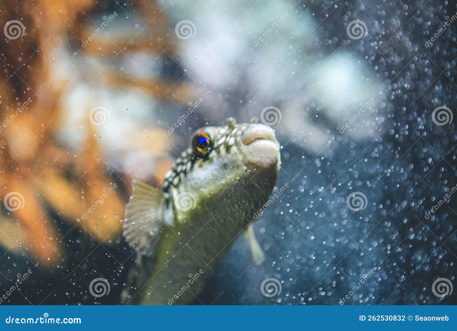 Underwater View Kyoto Aquarium, Kyoto, Japan Stock Photo Image of