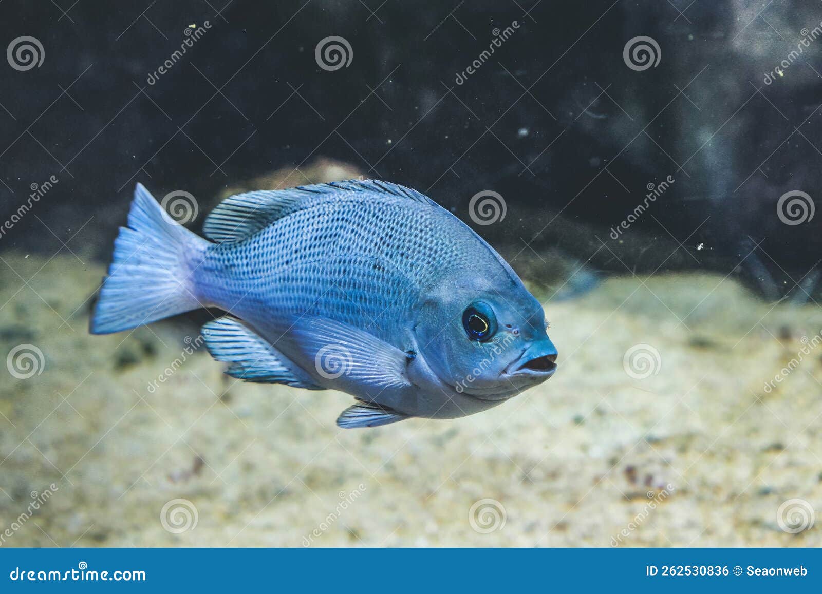 Underwater View Kyoto Aquarium, Kyoto, Japan Stock Photo Image of