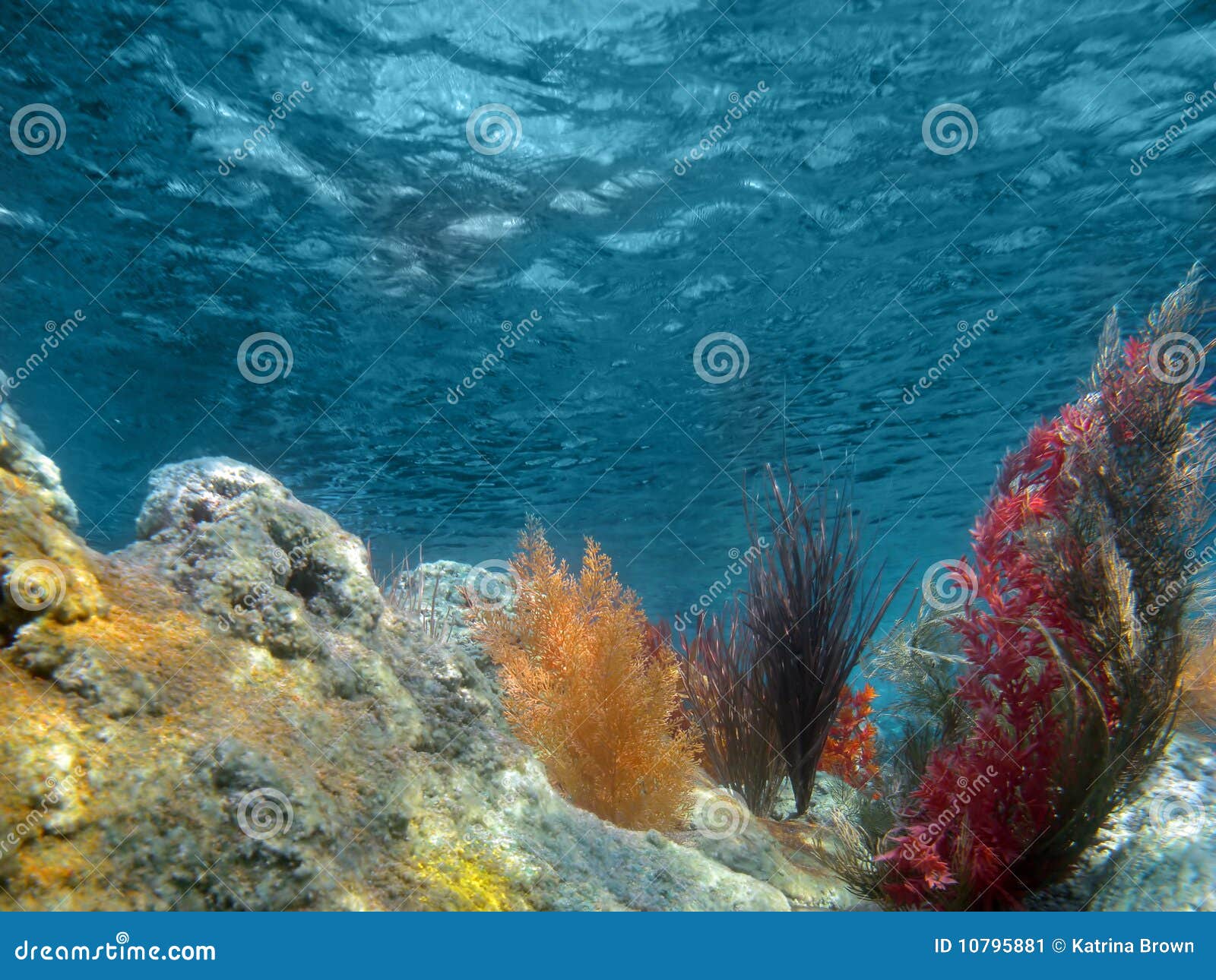 underwater view of the ocean with plants and coral