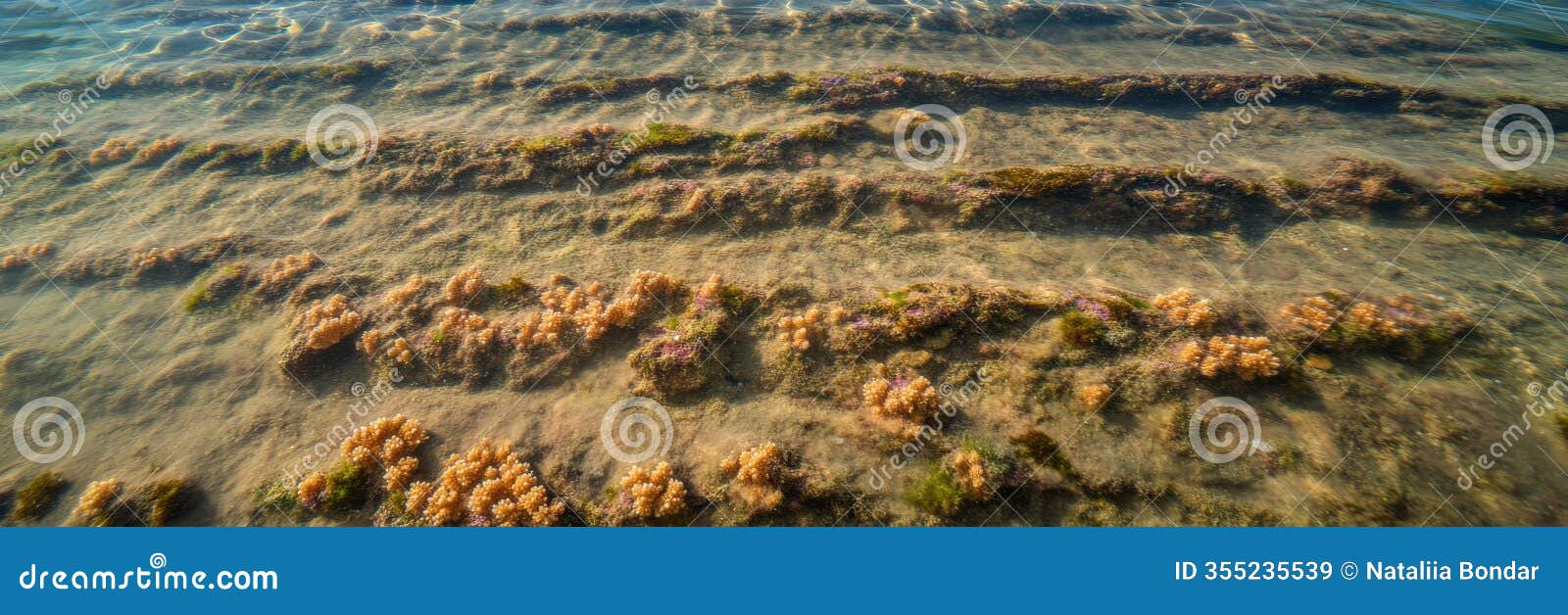 underwater view of shallow seabed with algae and seaweed patterns
