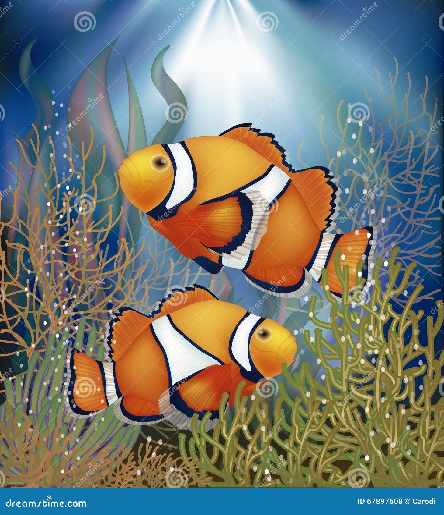 underwater clown fish wallpaper