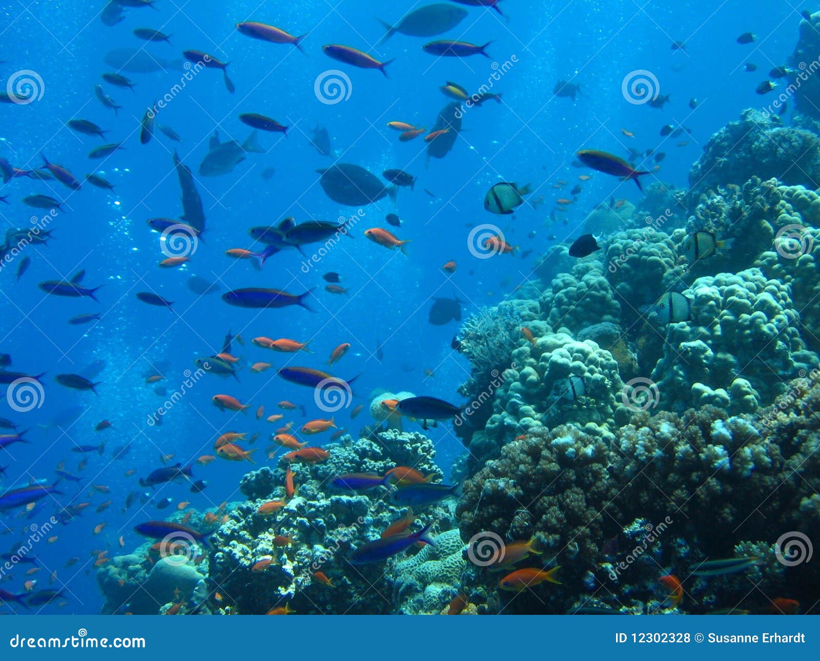 Underwater World stock photo. Image of dive, reef, deep - 12302328
