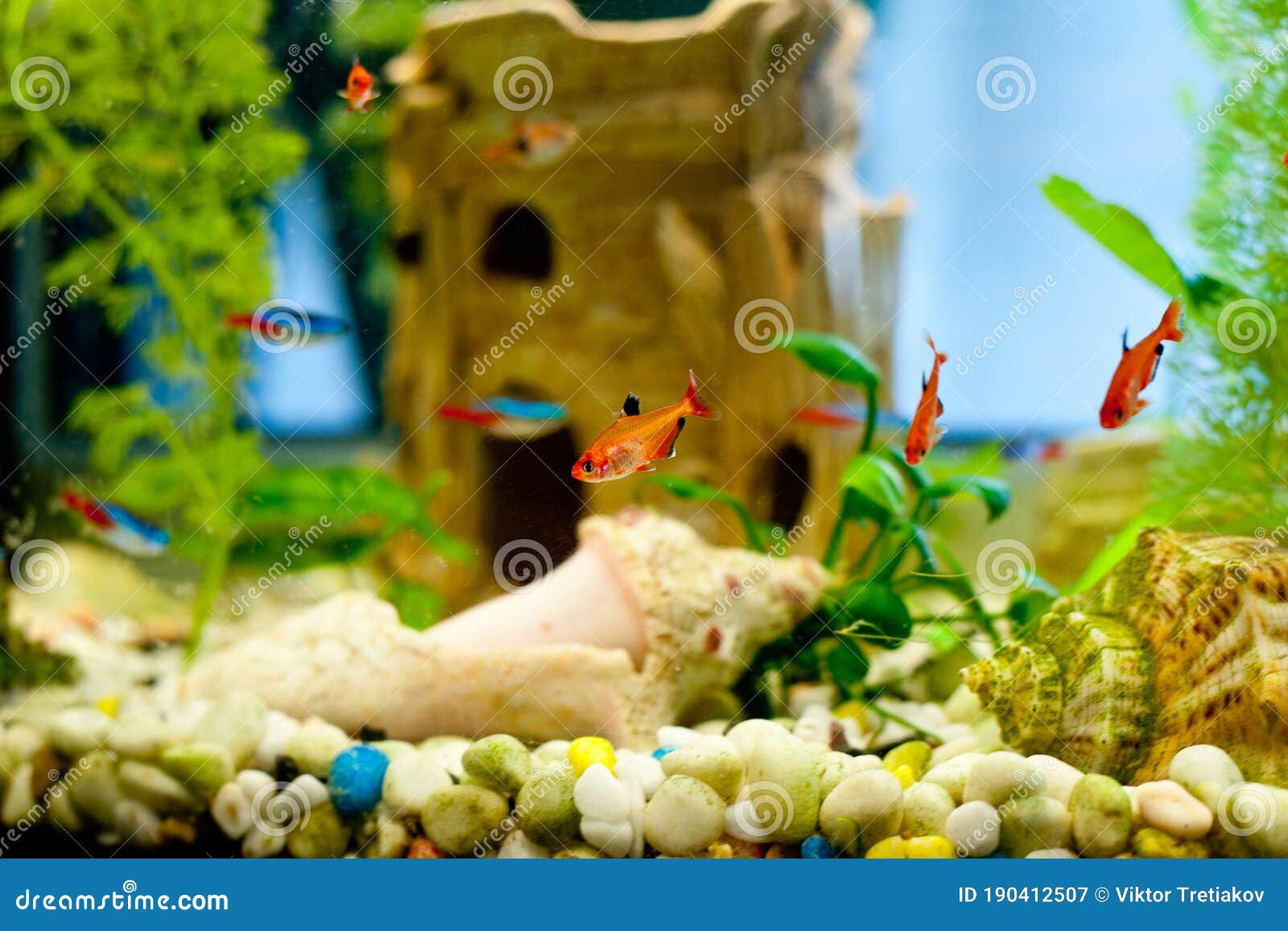 Underwater World Fish Aquarium Tropical Common Side View Stock Image