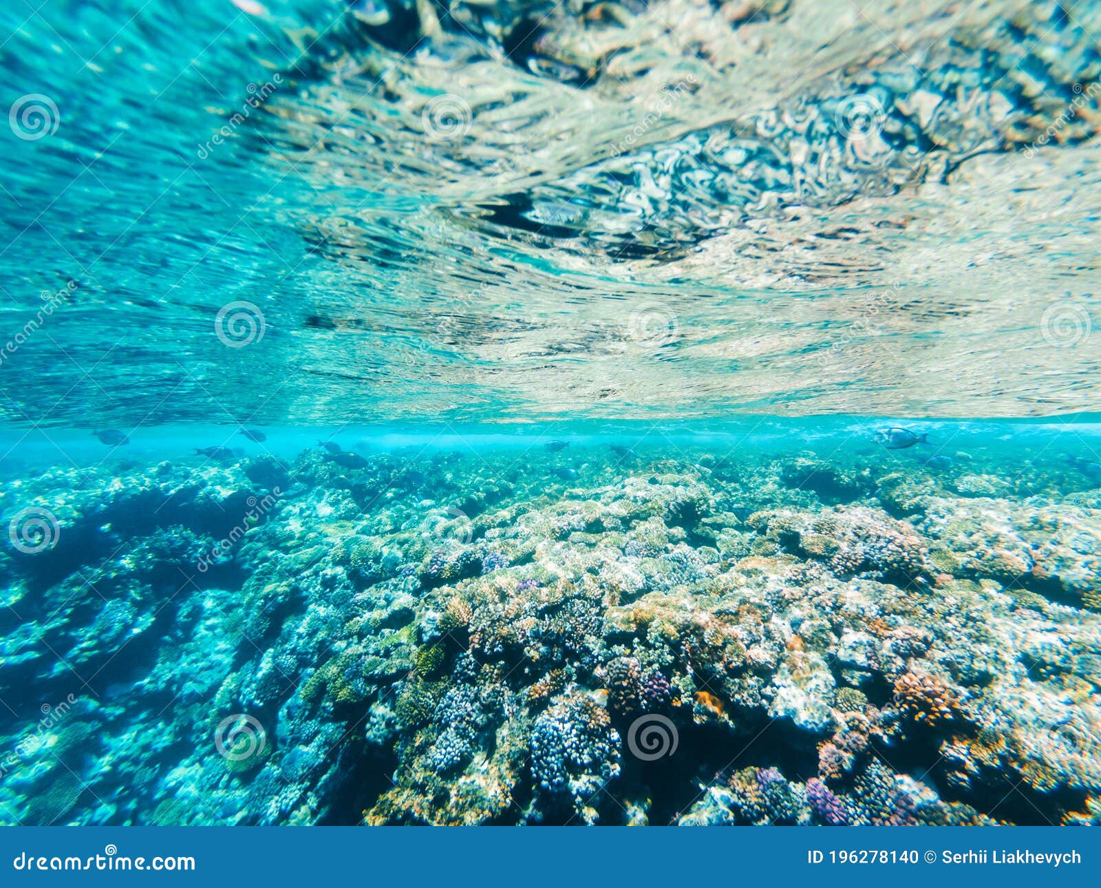 Carall Reef of the Red Sea. Egypt Stock Photo - Image of blue, sink ...