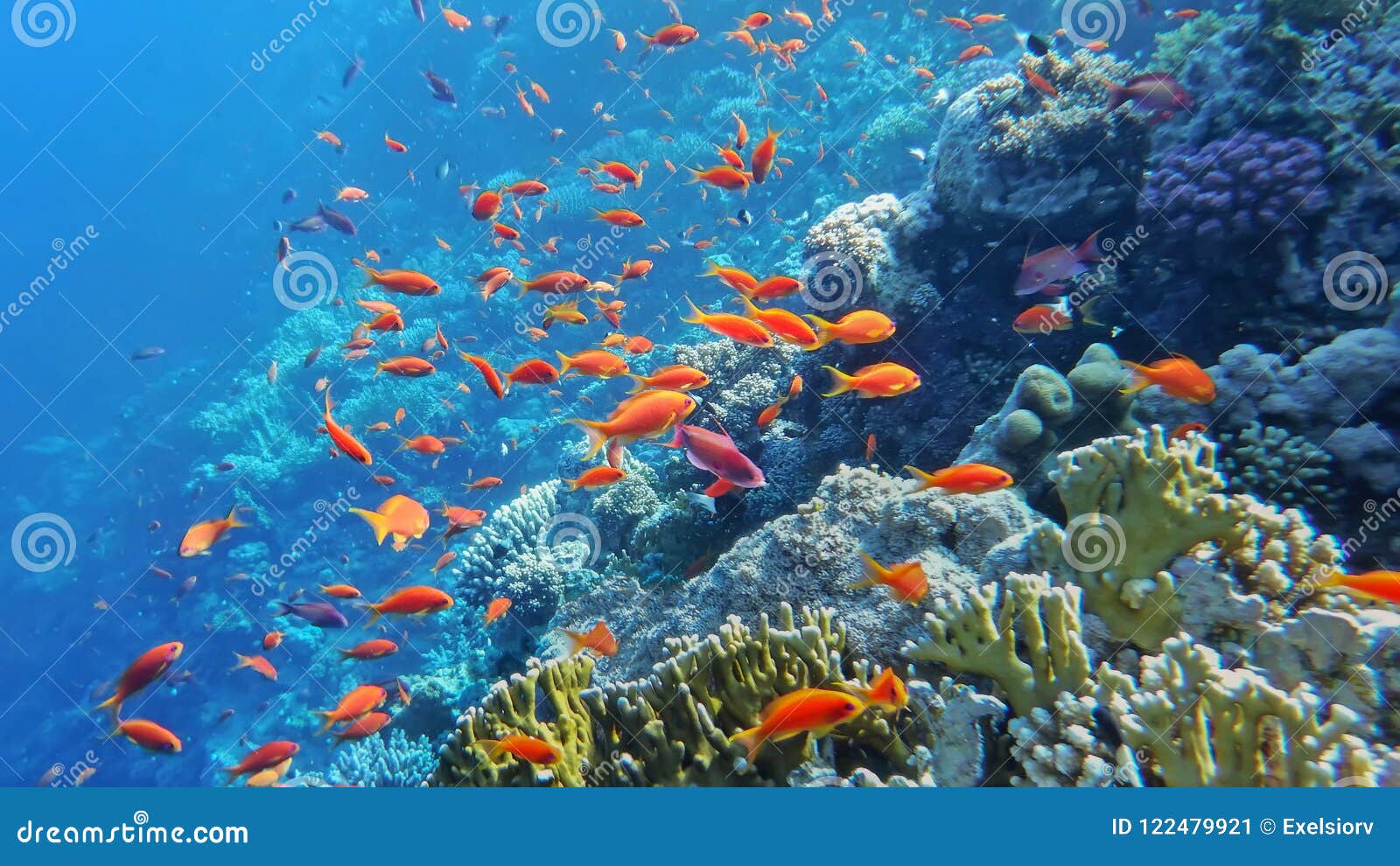 Underwater World of the Red Sea, Corals, Goldfish and Other Fish ...