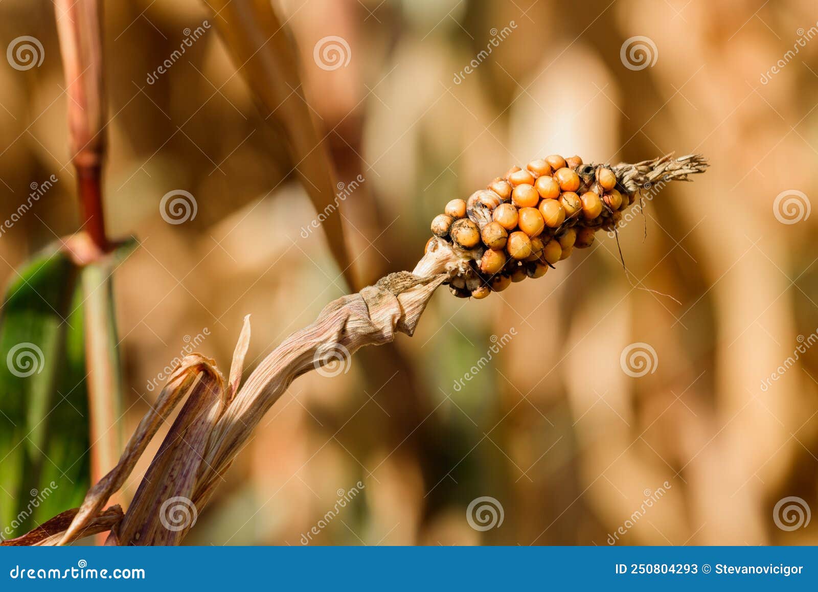 Undeveloped Damaged Ear of Corn on the Cob in Field Stock Image Image