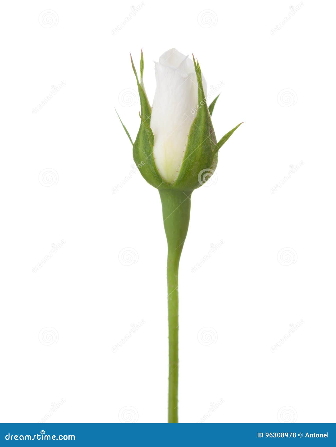 undiscovered rosebud of white rose  on white background