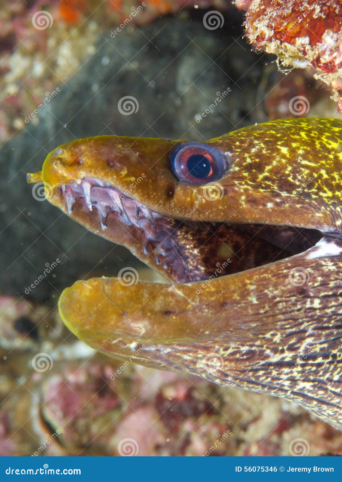 undulated moray