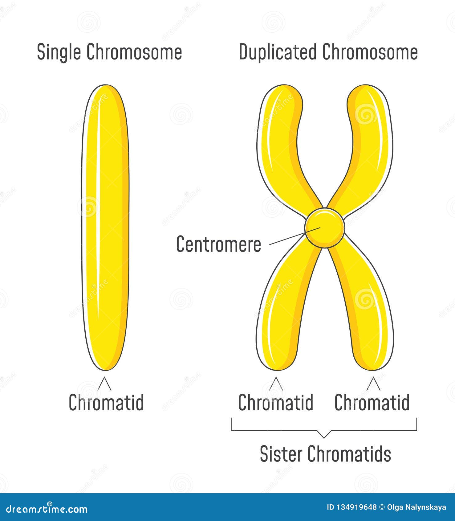 Unduplicated E Cromosomi Duplicati Sorella Chromatids Illustrazione