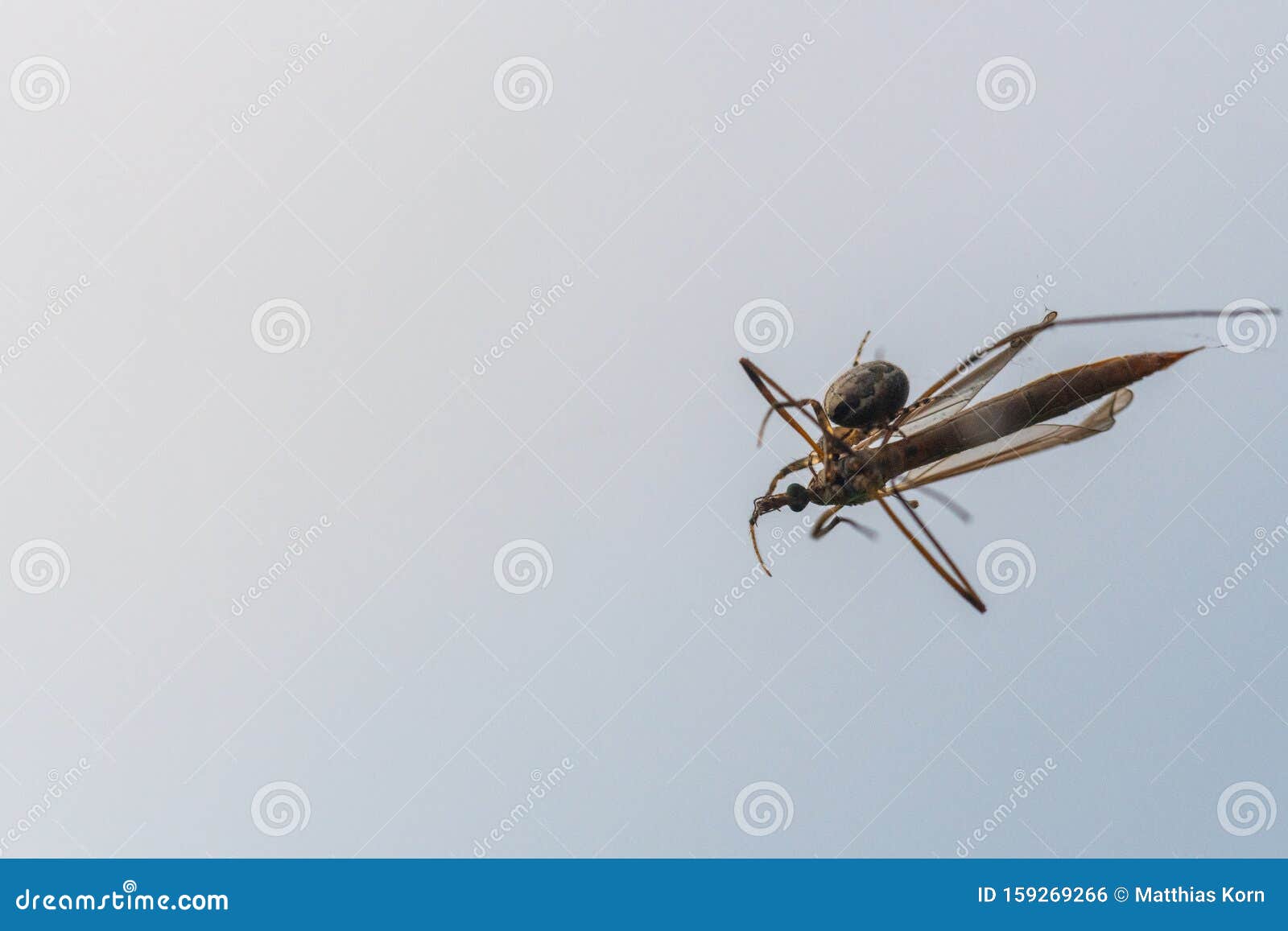 Une Araignée a Attrapé Un Insecte Volant Dans Sa Toile Et La Suce