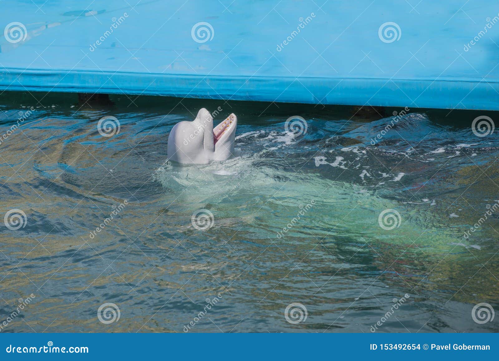 Une Baleine De Beluga, Baleine Blanche Dans L'eau Photo stock Image