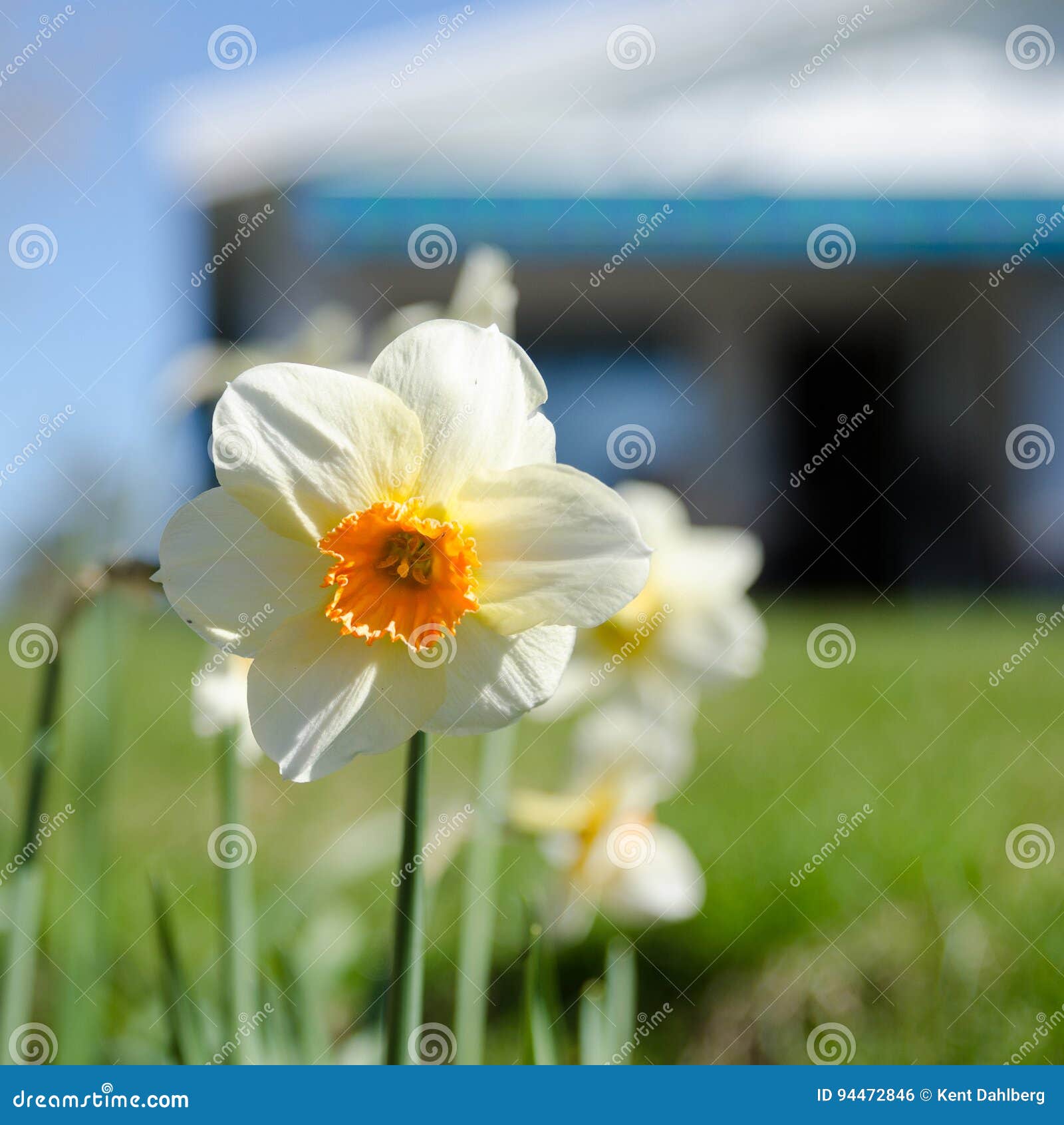 Une Belle Fleur Blanche Et Orange Photo stock - Image du fermer, botanique:  94472846