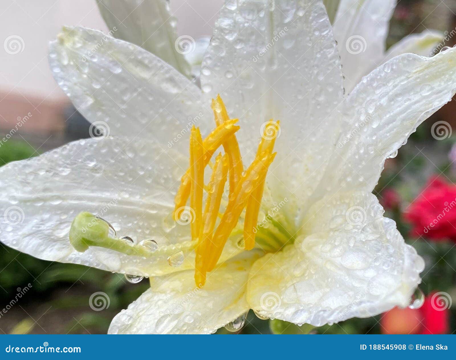 Une Belle Fleur De Lys Blanc Avec Des Gouttes De Pluie Photo stock - Image  du beau, blanc: 188545908