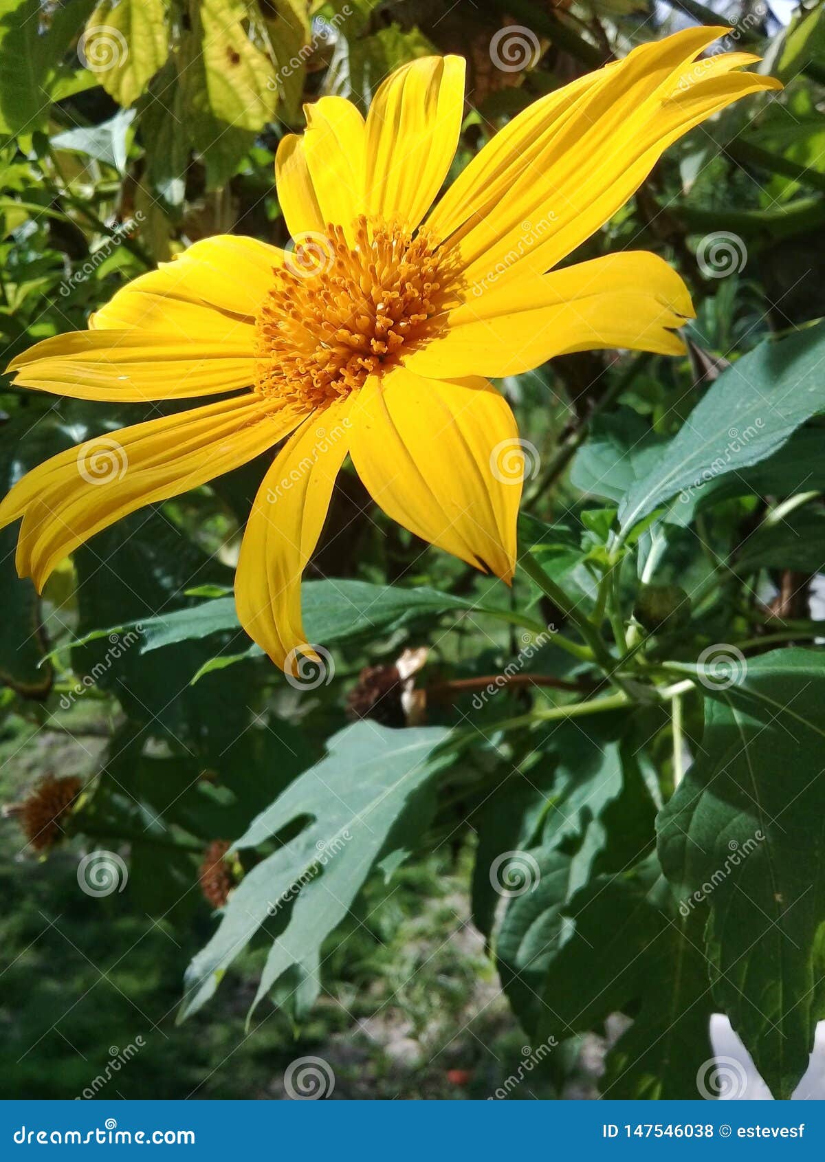 Une Belle Fleur Jaune De Marguerite Dans Le Jardin Photo stock - Image du  pétales, coloré: 147546038