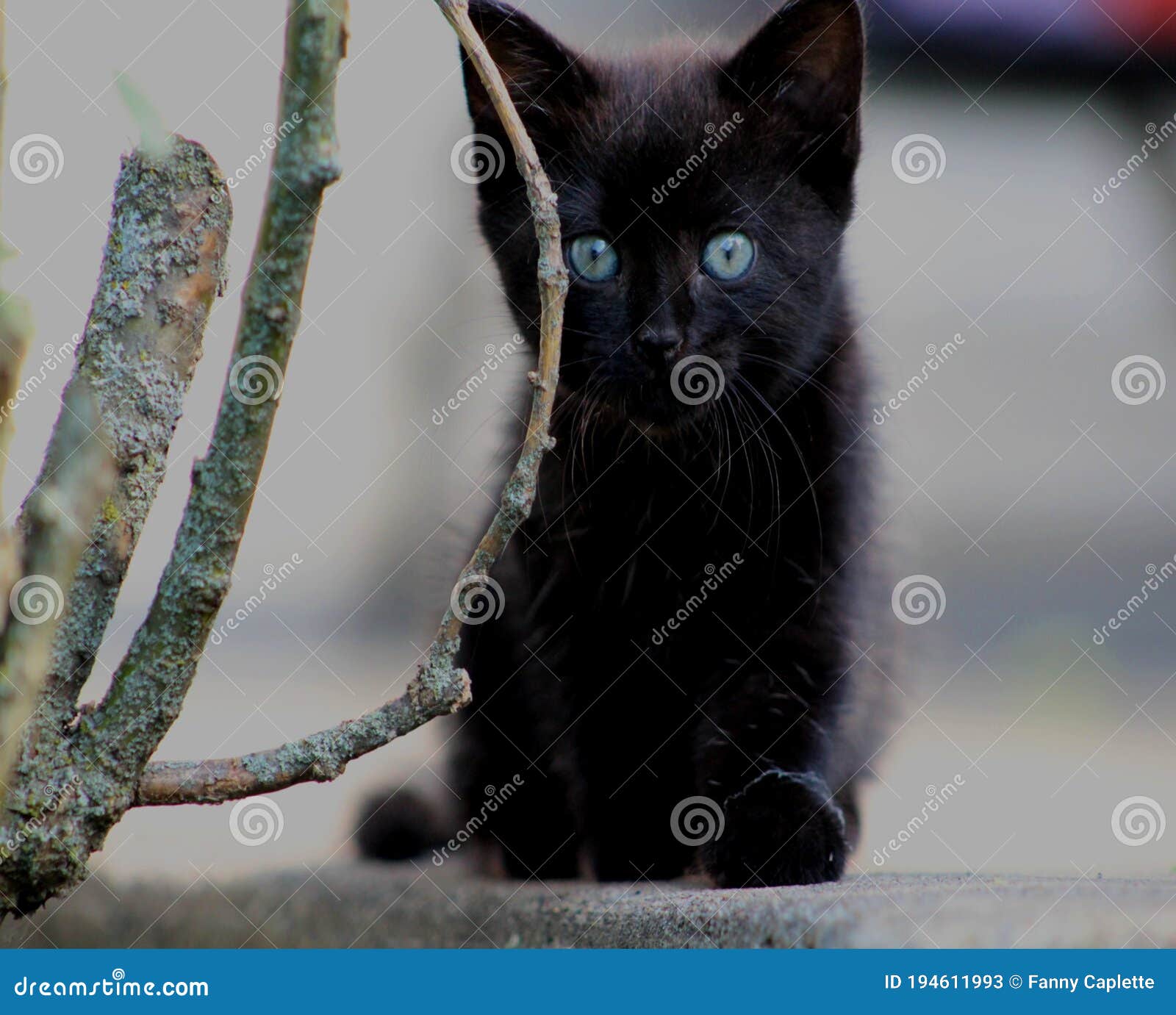une petite chatte noir avec les yeux bleus