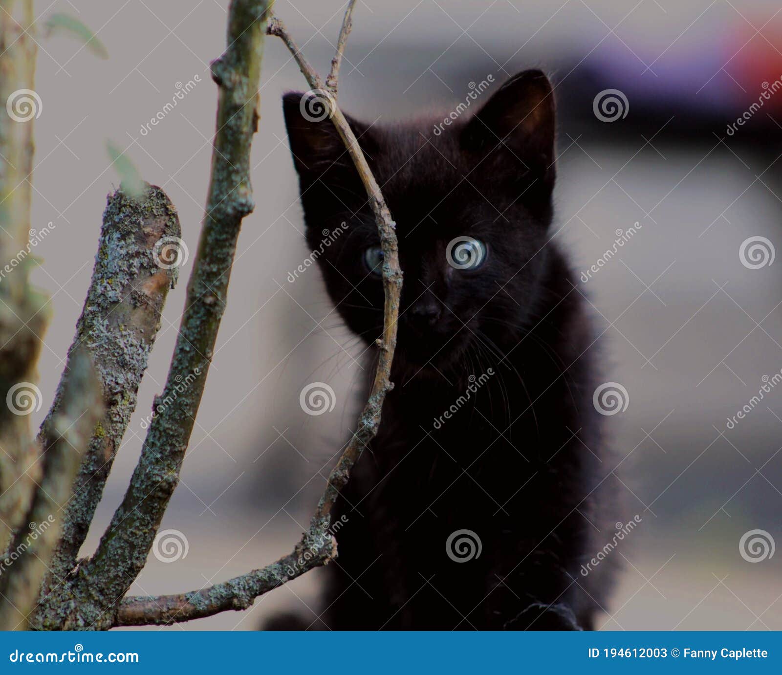 une petite chatte noir avec les yeux bleus