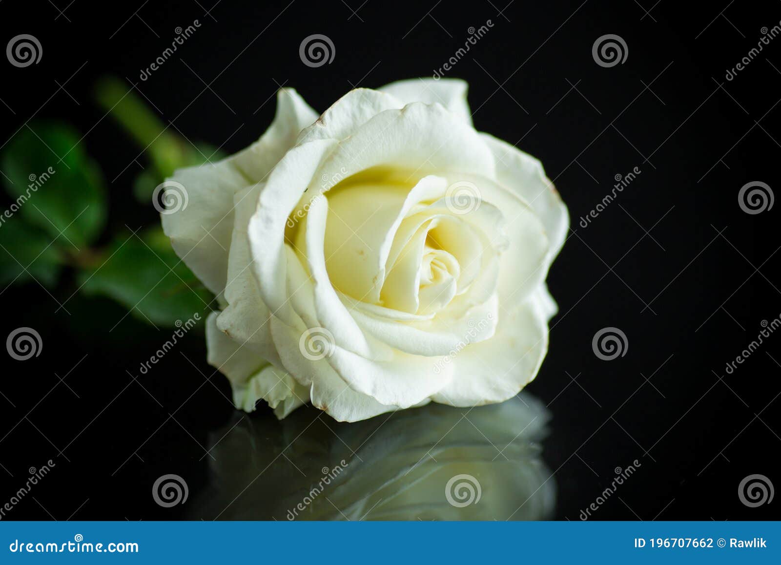 Une Belle Rose Blanche Sur Le Fond Noir Photo stock - Image du centrale,  endroit: 196707662