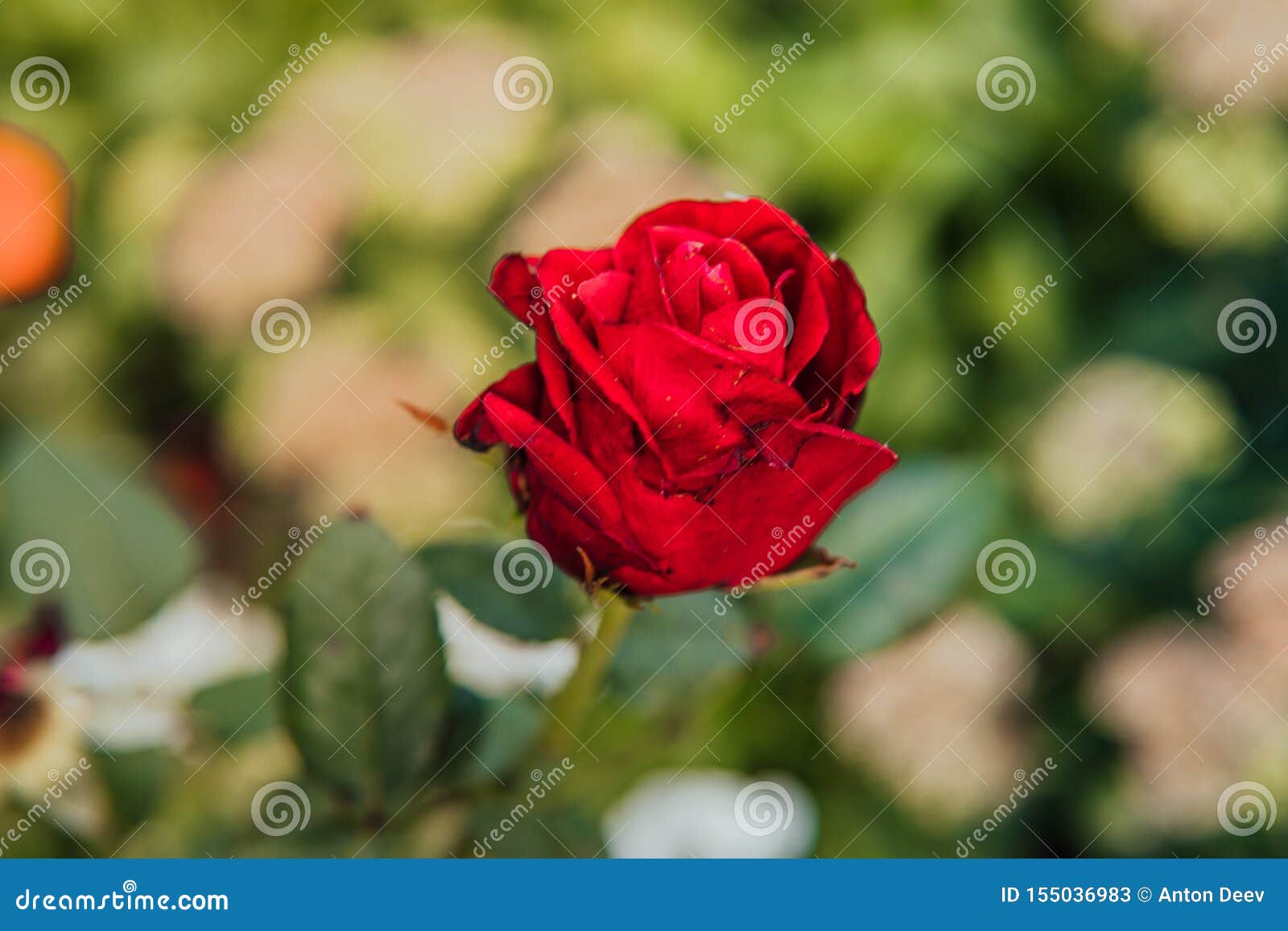 Une Belle Rose Rouge Ouverte Pousse Dans Le Jardin Une Rose Rouge Avec Le  Fond Flou Par Temps Nuageux Image stock - Image du jour, cadeau: 155036983
