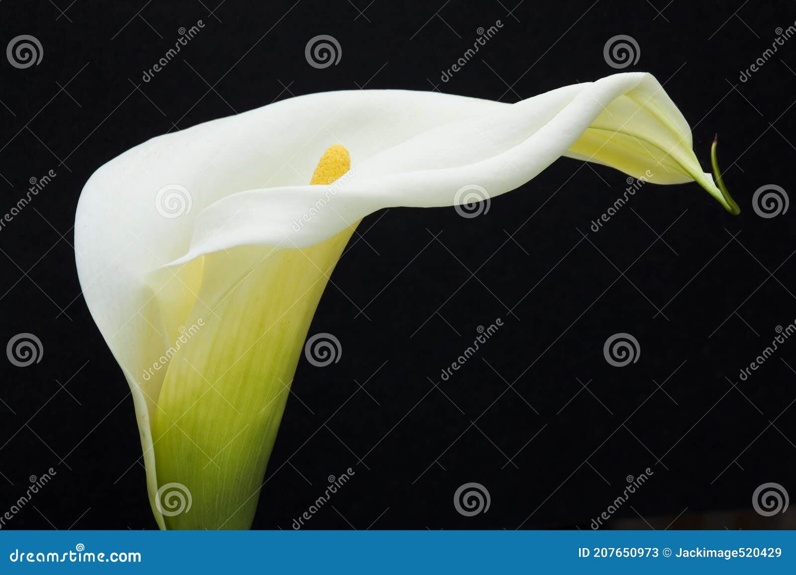 Une Calla Blanche Fleur De Lys Devant Le Fond Noir Image stock - Image du  extérieur, saveur: 207650973