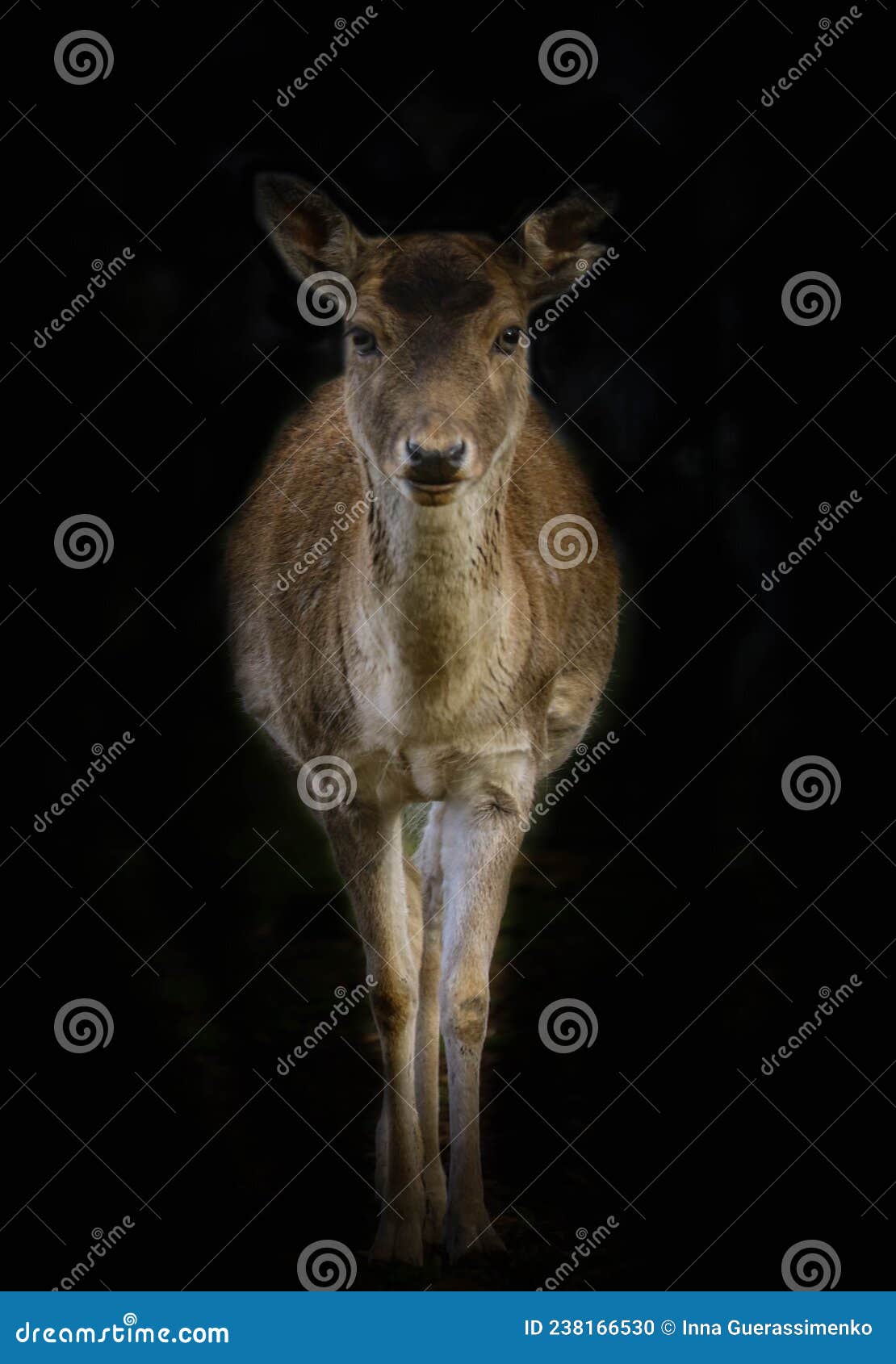 4 Persan Photos Free Royalty Free Stock Photos From Dreamstime 4 Persan Photos Free Royalty Free Stock Photos From Dreamstime