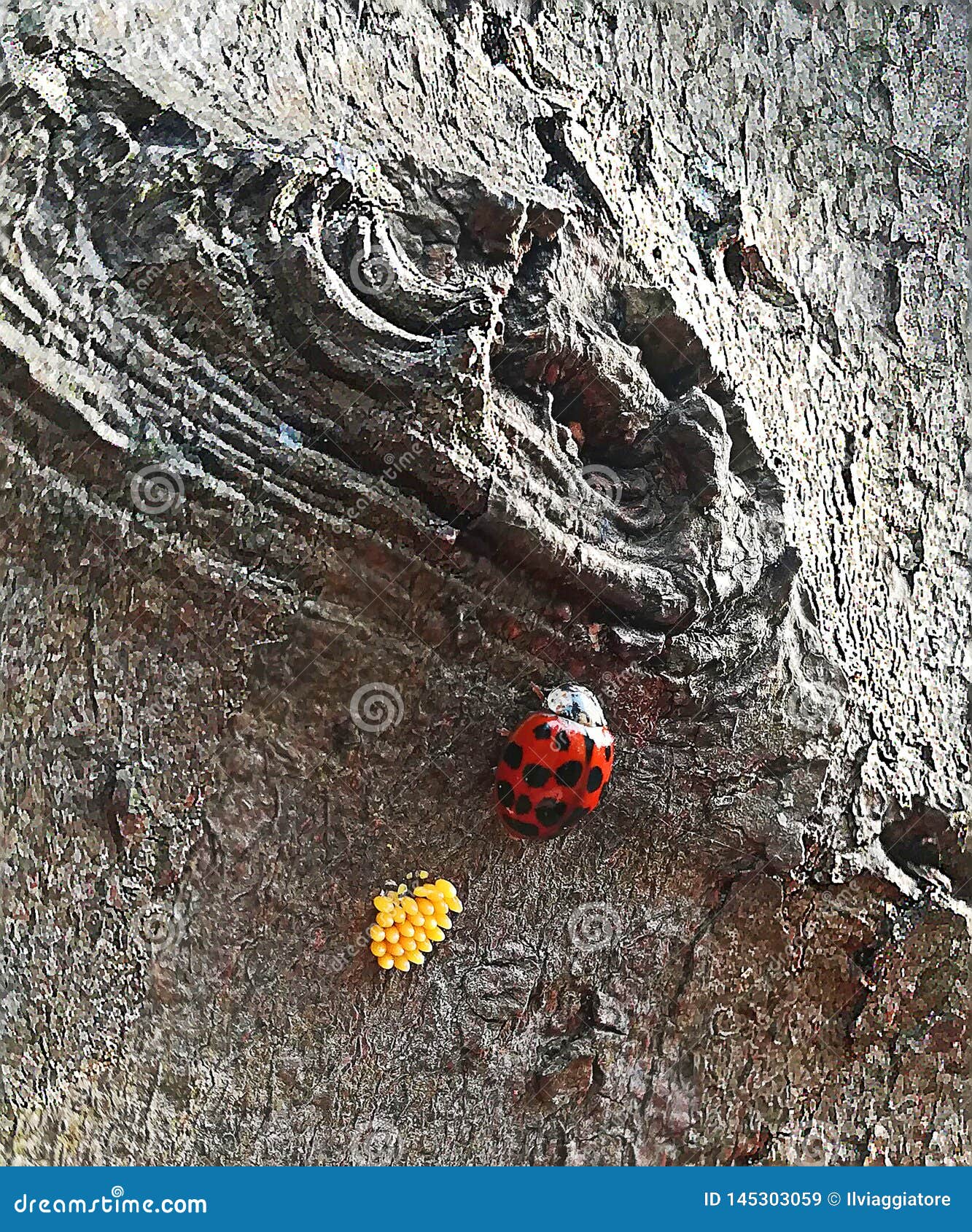 Une Coccinelle Et Ses Oeufs Image Stock Image Du Oeuf Printemps