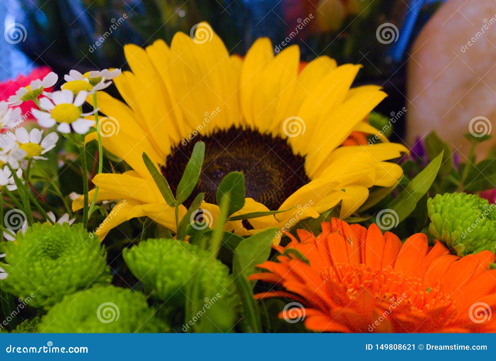 En gros plan une collection de fleurs colorées fleurissant pendant l'été