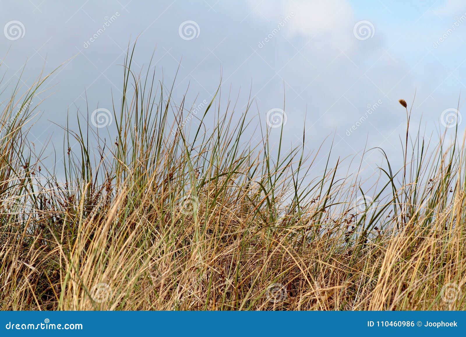 Une dune est une colline du sable lâche construite par des processus éoliens et s'appelle l'arénaire d'Ammophila, gras européens. Les Pays-Bas, la Hollande-Septentrionale, l$mer des Wadden, Texel, juin 2016 : une dune est une colline du sable lâche construite par des processus éoliens