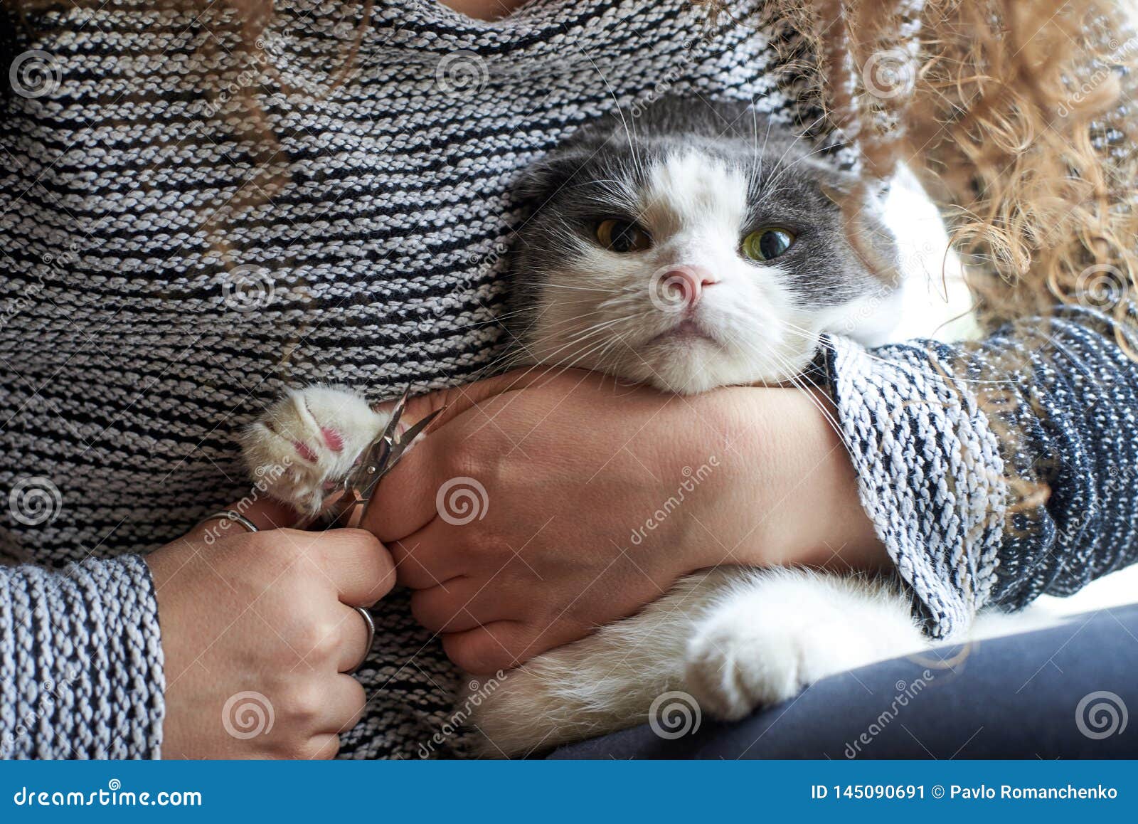 Une Femme Coupe Les Griffes D Un Chat Avec Des Ciseaux D Ongle Soin Des Animaux Familiers Image Stock Image Du Coupe Chat