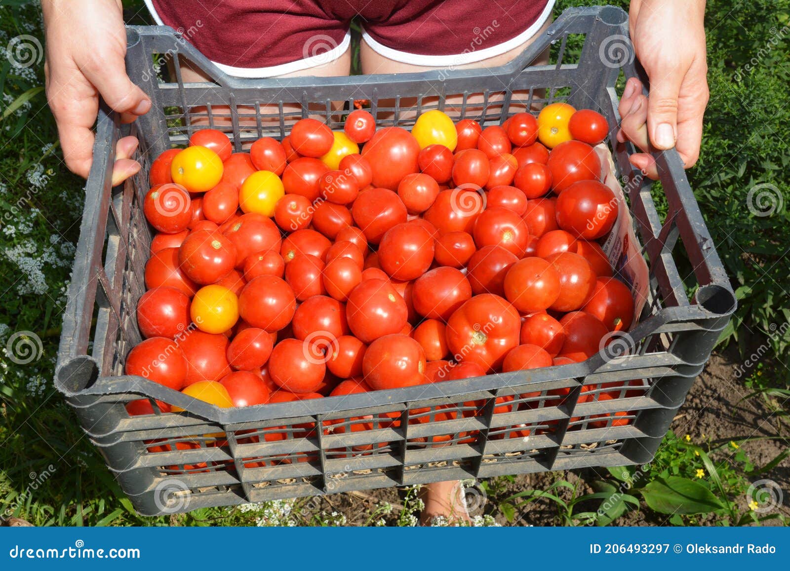 Une femme tient un filet en plastique qui est utile dans le jardinage.  Passe-temps dans le jardin Photo Stock - Alamy