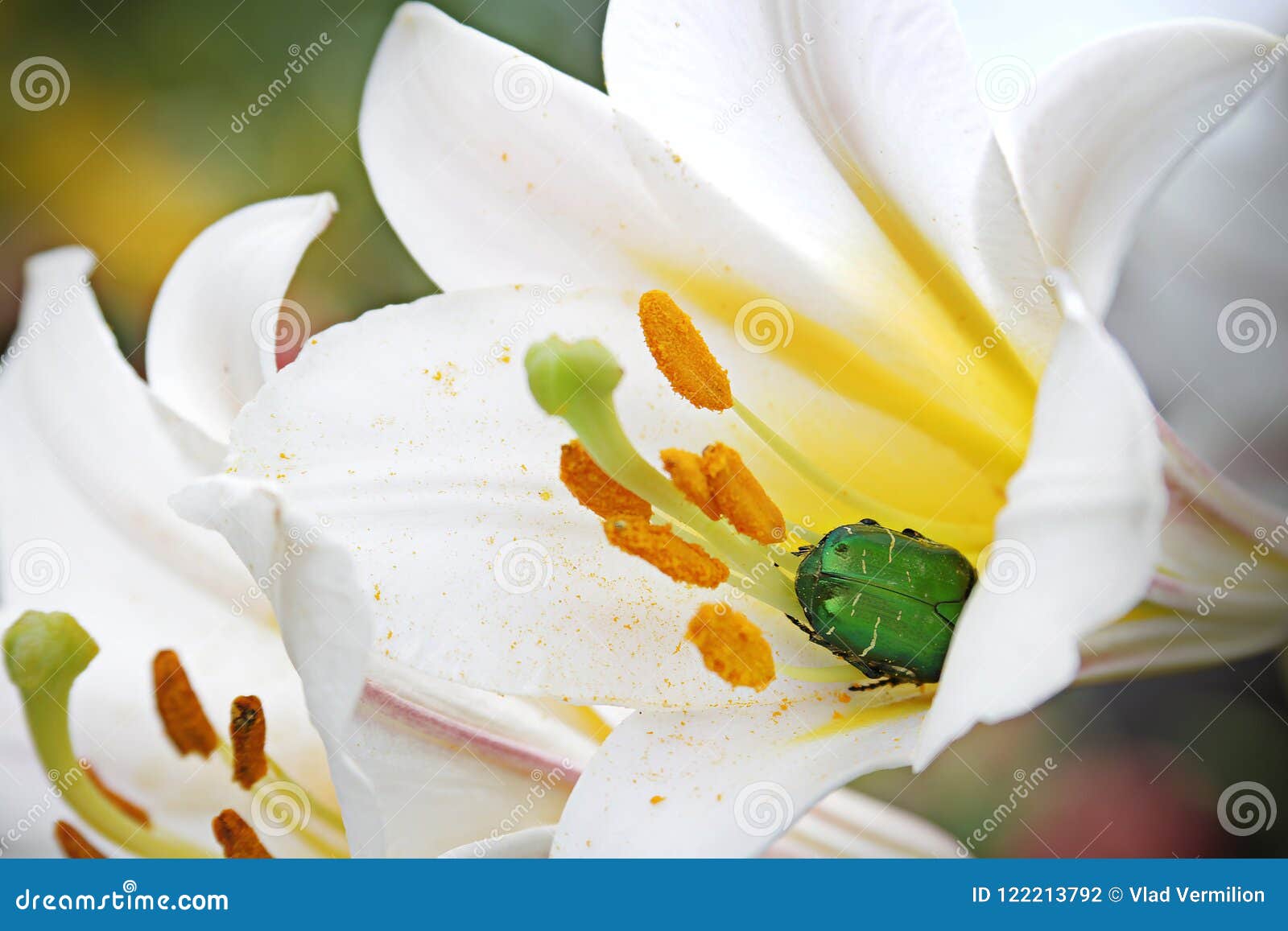 Une Fleur Blanche Avec L'insecte Moyen Et Vert Jaune à L'intérieur Photo  stock - Image du fermer, jaune: 122213792