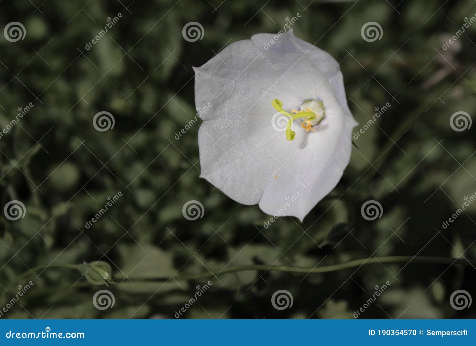 Une Fleur Blanche De Jacinthe Des Bois Sur Le Fond Vert Foncé Photo stock -  Image du foncé, bluebell: 190354570