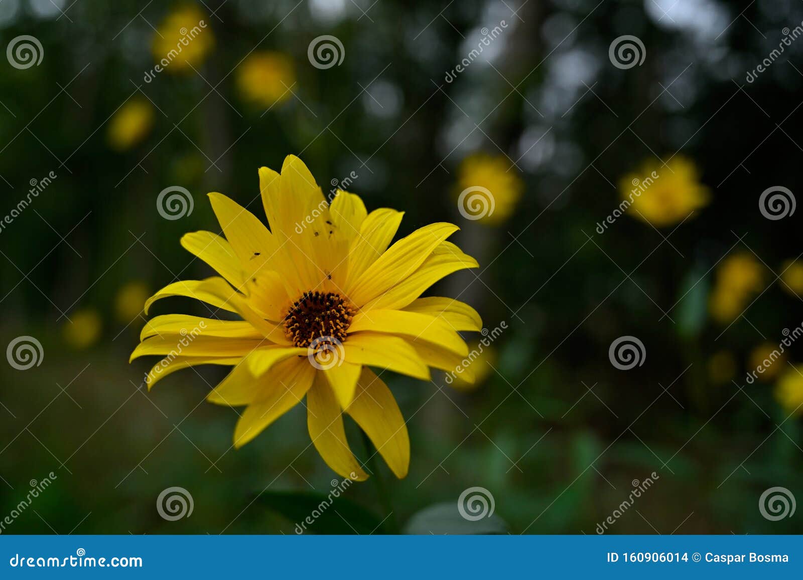 Une Fleur D'automne Jaune Sauvage Fleurit Encore Au Crépuscule Photo stock  - Image du noyau, automne: 160906014