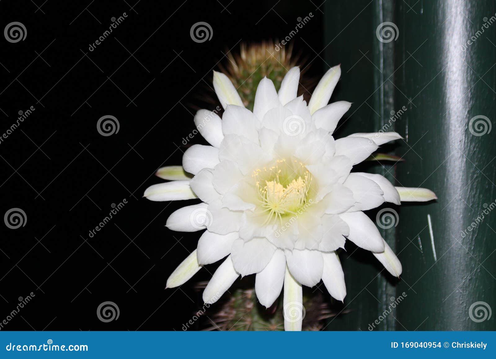 Une Fleur De Cactus La Nuit Photo stock - Image du herbe, capable: 169040954