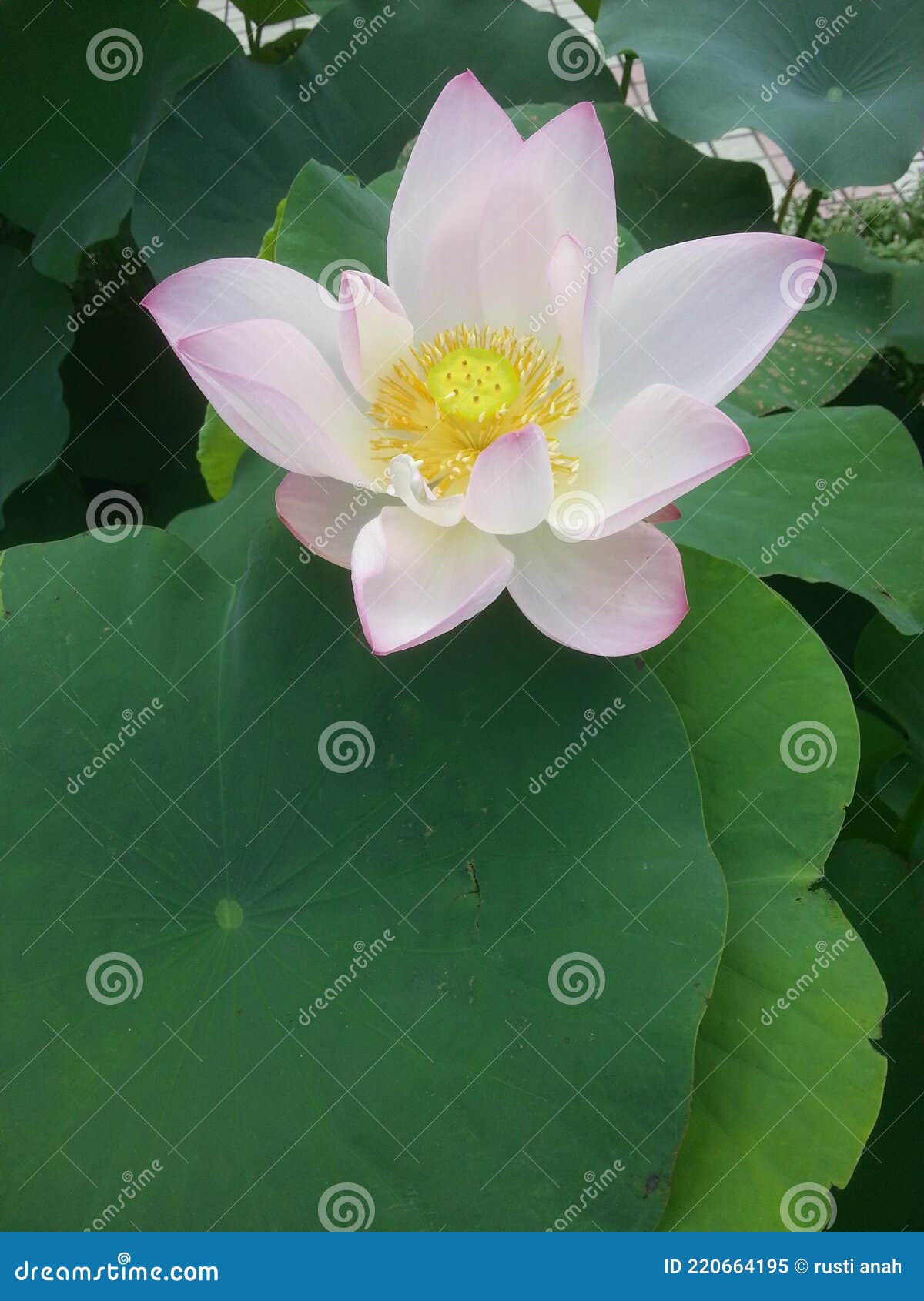 Une Fleur De Lotus Rose Avec Un Pistil Jaune Au Milieu En Fleur Sur Ses  Feuilles épaisses Et Vertes Image stock - Image du vert, profondément:  220664195