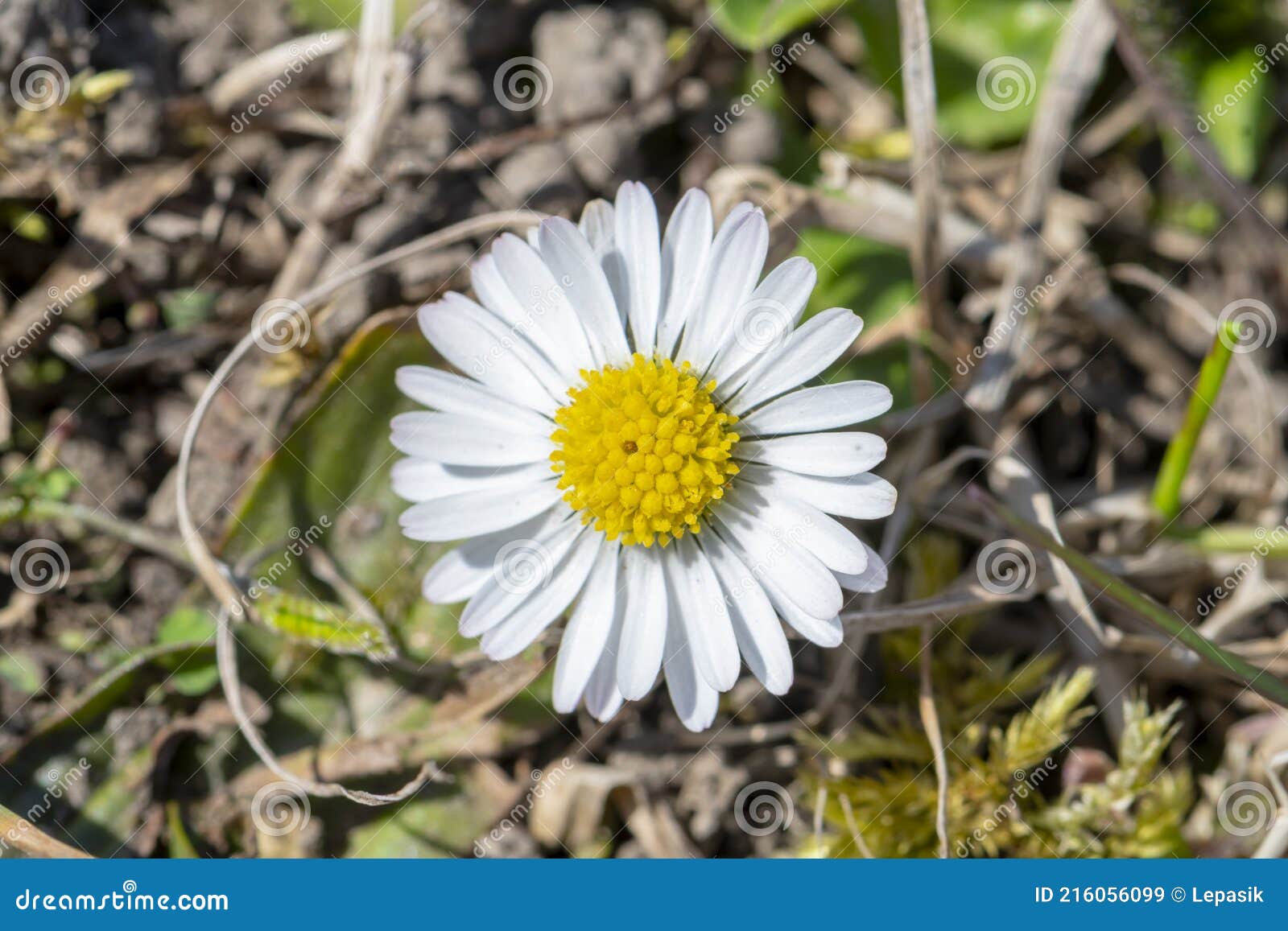 Une Fleur De Marguerite Blanche Pousse Hors Du Sol Les Premières Fleurs De  Prairie De Printemps. Image stock - Image du soleil, camomille: 216056099