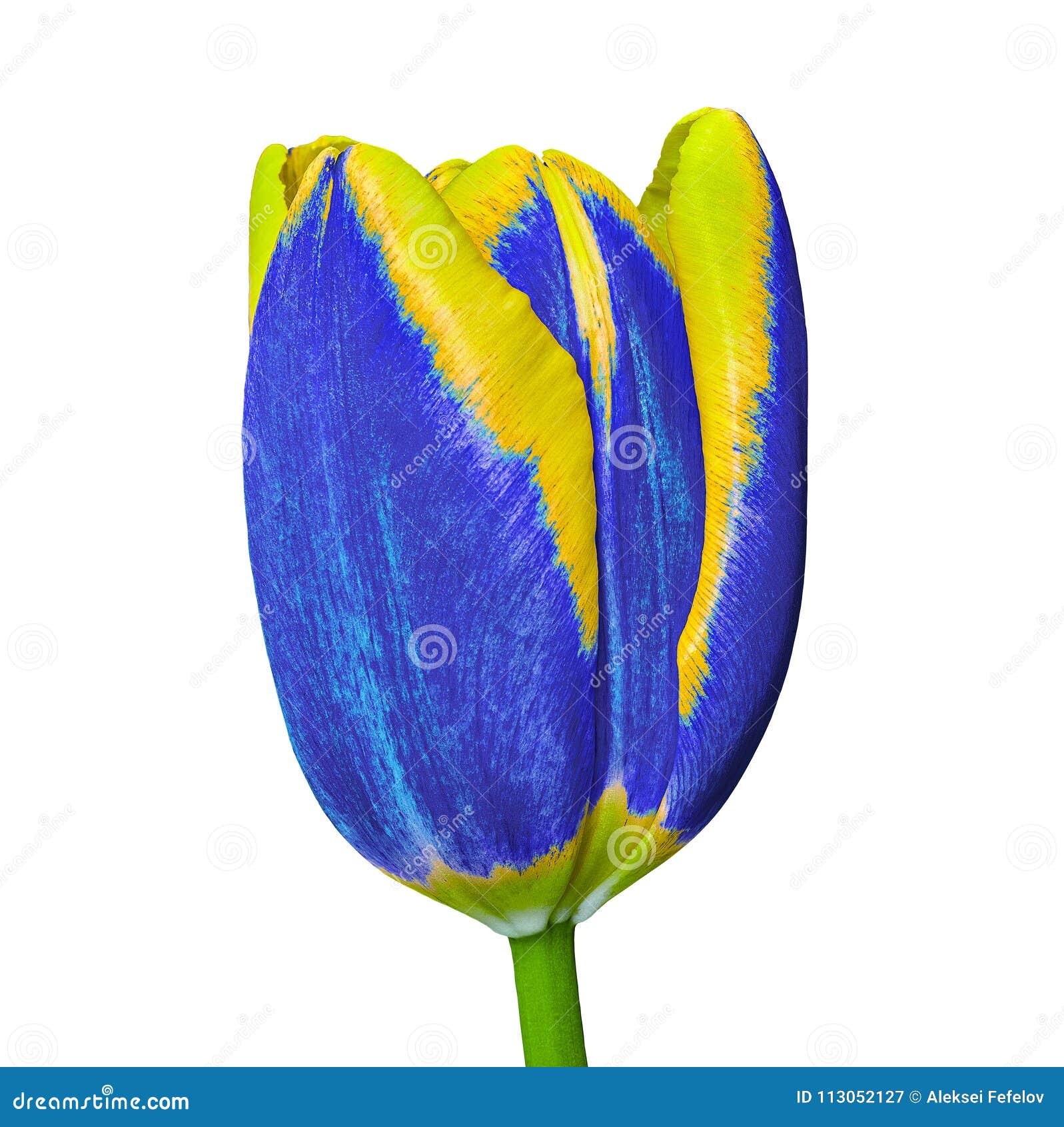 Une Fleur Jaune Bleue De Tulipe, D'isolement Sur Un Fond Blanc Plan  Rapproché Bourgeon Floral Sur Une Tige Verte Image stock - Image du  extérieur, beau: 113052127