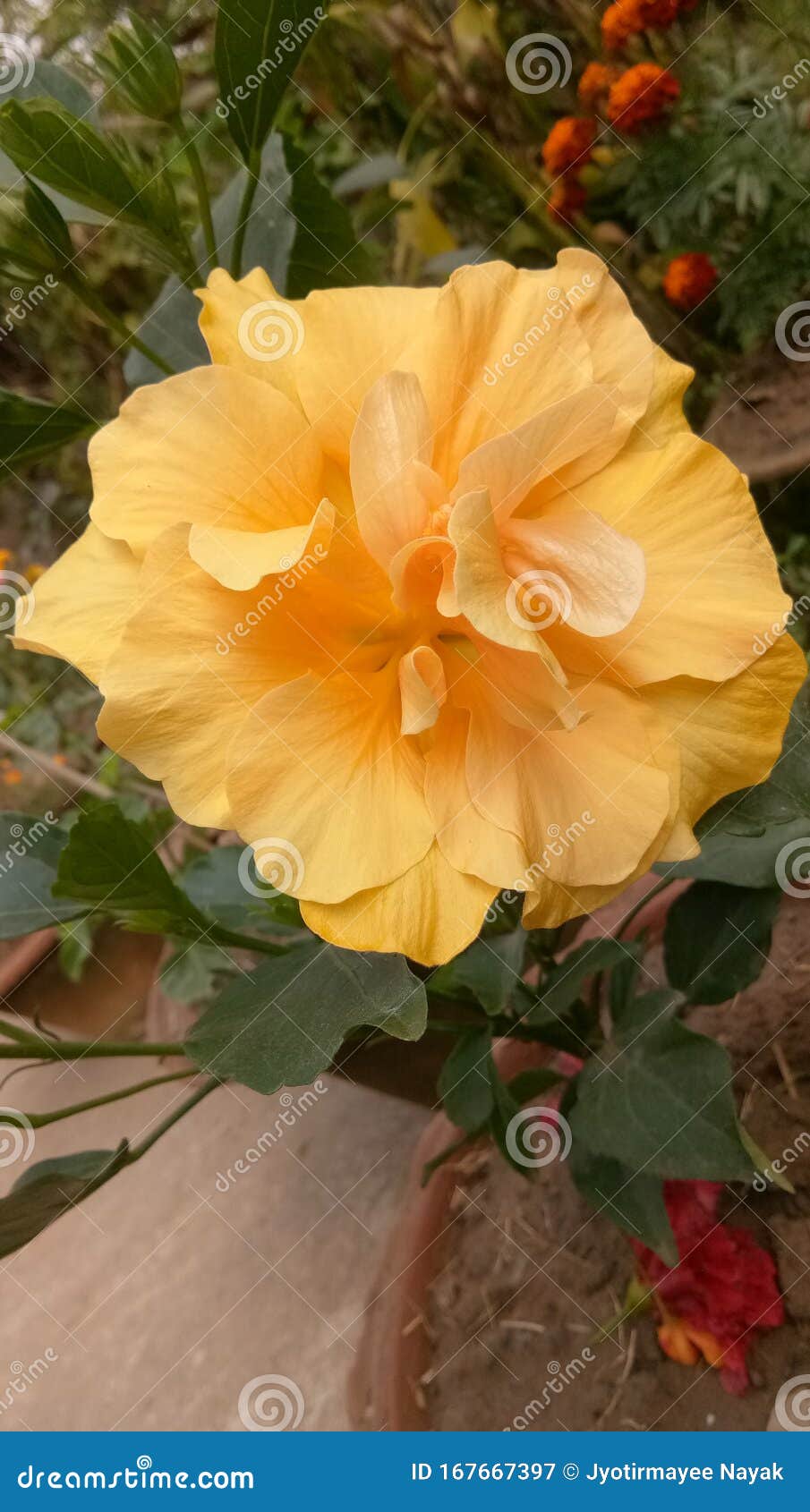Une Fleur Jaune Connue Sous Le Nom De Herbecus Image stock - Image du  profondément, petit: 167667397