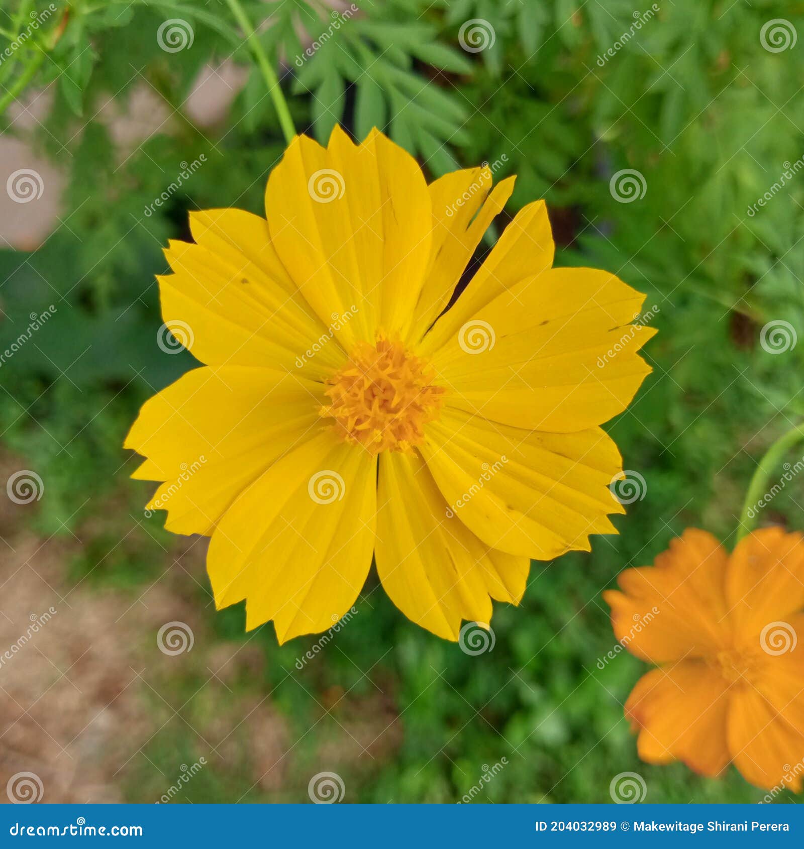 Une Fleur Jaune Du Cosmos De Huit Pétales Avec Quelques Feuilles Vertes Et  Une Fleur Différente De Cosmos à L'arrière-plan Image stock - Image du  lames, huit: 204032989