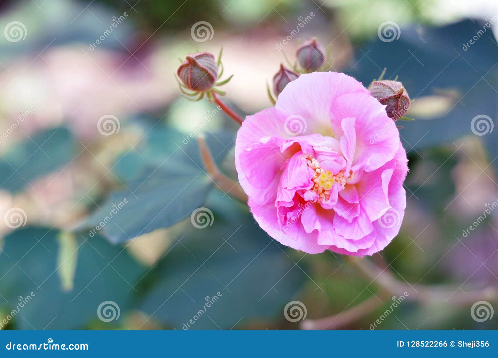 Une Fleur Qui Souvre Photo Stock Image Du Beau Ouvert