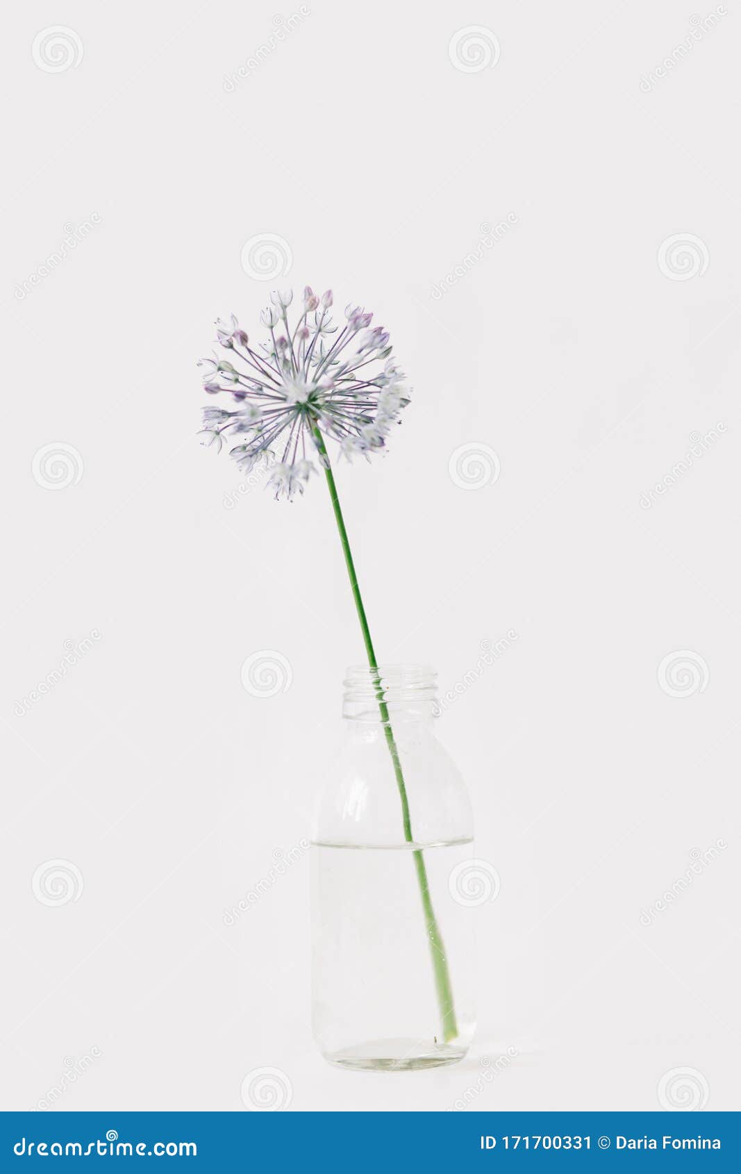 Une Fleur Ronde Violette Dans Un Pot En Verre Transparent Sur Fond Blanc  Image stock - Image du jour, floraison: 171700331