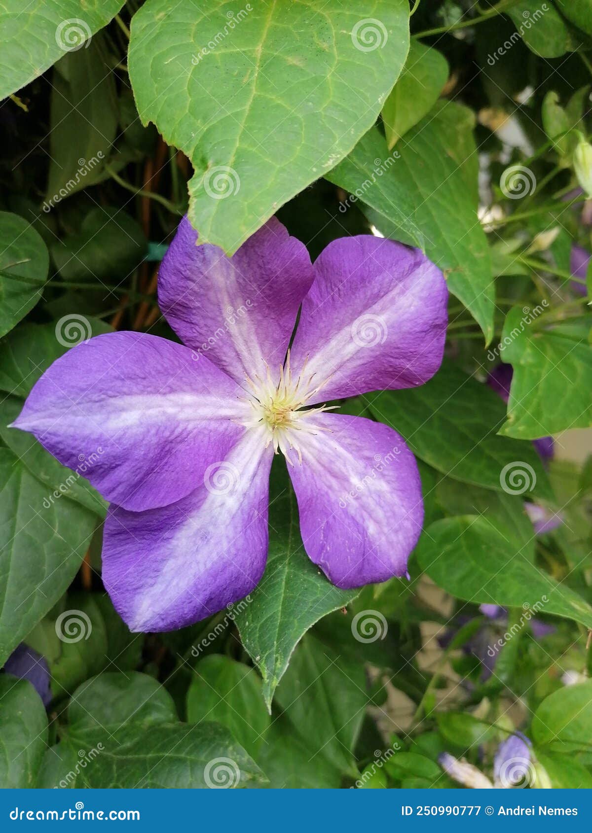 264 Photos de Plante Grimpante Violette - Photos de stock gratuites et  libres de droits de Dreamstime